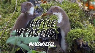 Cute Little Weasels Mustela nivalis [upl. by Wiley]