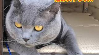 ブリティッシュショートヘアー 猫散歩 猫動画 猫のストレス‼︎ [upl. by Devol324]