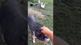 Everyone Needs Love On The Ranch  shorts ranch ranching pig farming farming [upl. by Tera]