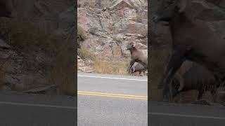 Big Horn Rams Butting Heads in Real Time amp Slow Motion [upl. by Gathers]