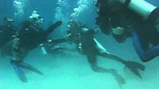 Panicking Diver Gets Violent [upl. by Aseeram]