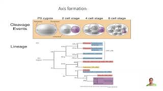 C elegans Part 3 CSIR NET Life science TNSET GATE Life Science BSc MSc Biology [upl. by Ivah826]