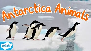 What Animals Live in Antarctica  What Lives in the Antarctic [upl. by Narrat953]