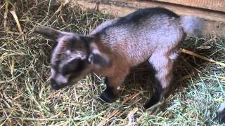 westafrikanische Zwergziegen und Kitz baby  goat with yeanling [upl. by Reizarf483]