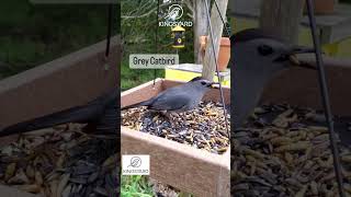 How Many Different Birds Visit the Feederkingsyard kingsyardbirdfeeder naturelovers [upl. by Reteid]