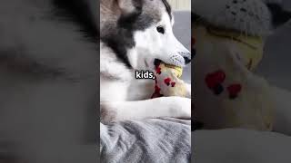 HUSKY VS ALASKAN MALAMUTE WHICH ONE IS BEST FOR YOU husky funny alaskanmalamute doglover [upl. by Ki]