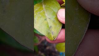 DIY PESTICIDE  HOMEMADE INSECT REPELLANT  Natural Pesticide for Plants  Effective Insecticide [upl. by Nuawad]