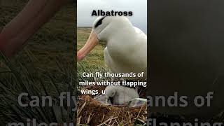 quotThe Albatross Master of Effortless Flight 🦅quot wildlife wildanimalfacts animalfacts animals [upl. by Ailet342]