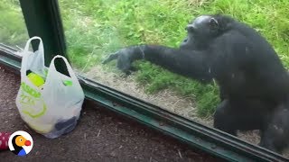 SMART Chimp Asks Zoo Visitors For Drink  The Dodo [upl. by Nirraj]