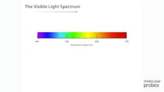 Molecular Probes Tutorial Series—Introduction to Fluorescence [upl. by Pepito]