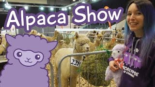 Alpaca Show  More alpacas than youve ever seen [upl. by Anirav]