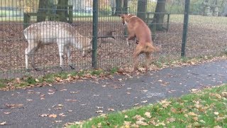 Funny Boxer dog attacks playing with Deer animal [upl. by Hsivat]