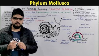 Phylum Mollusca General characteristics and Overview [upl. by Aneehsar]