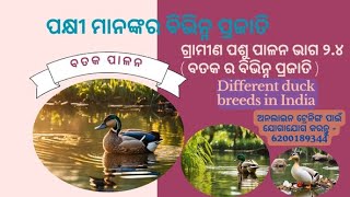 ବତକ ର ବିଭିନ୍ନ ପ୍ରଜାତି Best duck breeds in India Indian runner Khaki Campbell White pekin etc [upl. by Merete255]