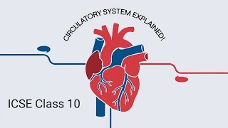 Circulatory System  One Shot  Class 10  Blood Function [upl. by Onitsuaf]