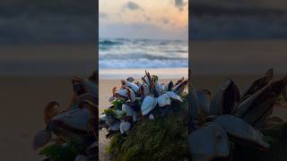 Goose Barnacles sea travelbeautiful [upl. by Anama]