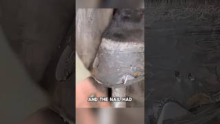 Discover Healthy Nail After Cleaning Lame Horses Hoof shortsviral shortsfeed shortsvideo shorts [upl. by Polloch]