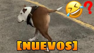 🤣 Mejores Videos de Animales Graciosos NUEVOS 🐱🐶 No aguantarás la Risa [upl. by Kreis]