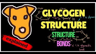 What is Glycogen  Structure Bonds General concepts [upl. by Annaitat891]