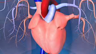 GCSE Biology  Blood Vessels 24 [upl. by Libb840]