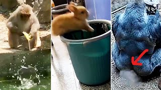 We All Suck At Life  Cute Animal Fails Ozzy Man Almost Not Swearing [upl. by Acinomahs]