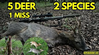 Deer Stalking In The Summer UK  Muntjac  Roe Bucks  5 Deer  2 Species  1 Day [upl. by Cornelle]