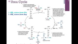 144Urea Cycle [upl. by Newnorb]