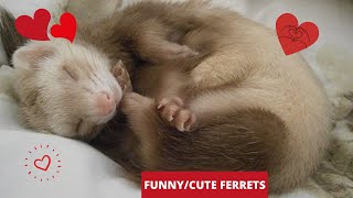 CUTEFUNNY FERRETS [upl. by Acebber177]