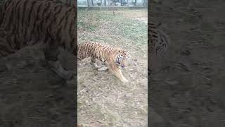 Tiger 🐯 Running 💨 tiger wildlifemoments wildlife [upl. by Marcella]