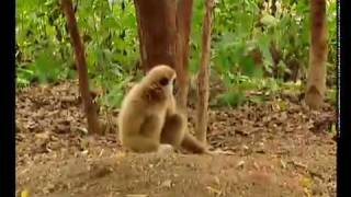 Gibbon plays with Tigers at wwwgibbonsasia [upl. by Gnues]