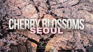 Cherry Blossom Season in Seoul 2024  Korea Travel Tips [upl. by Vyse143]