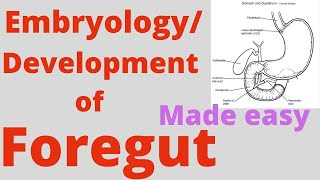 Foregut development Foregut Embryology Correlation with coeliac trunkCoeliac artery and branches [upl. by Karlis]