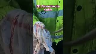 Eel dismantles the tackle fishing cod haddock [upl. by Tnecillim65]