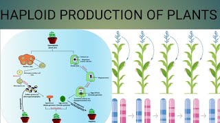 Haploid production of plants [upl. by Idnir668]