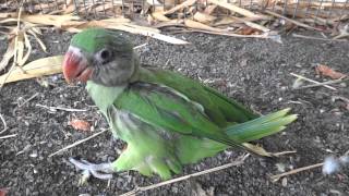 baby alexandrine parrot [upl. by Longmire979]