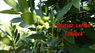 Laurier cerise toxique sauf la pulpe du fruit 26 août 2019 [upl. by Alleiram]