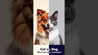 Cats vs Dogs Whos More Loyal to humans  cat dog animals animal animallover shorts [upl. by Gross]