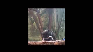 “The EmperorTamarin and His Tail” funny [upl. by Riki]