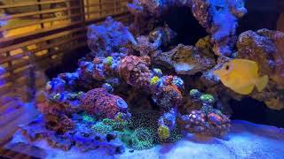 Acropora reef tank [upl. by Herta]