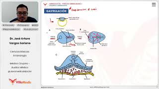 Desarrollo embrionario  Gastrulación [upl. by Aitsirhc]