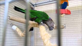 Hawk Headed Parrot Bert and Ernie Introductions [upl. by Ecenaj341]