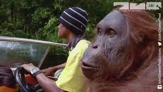 Robotic Spy Orangutan Rides Speed Boat Into The Jungle [upl. by Marko]