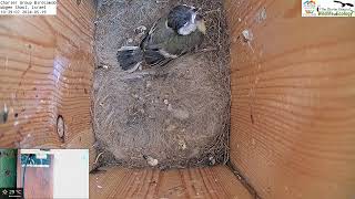 Exciting News Our Third Little Tit Fledged From The Nest Today [upl. by Ynabe]