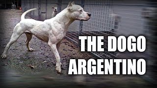 THE DOGO ARGENTINO  A QUICK LOOK AT THE HISTORY AND BREED STANDARD [upl. by Zusman245]