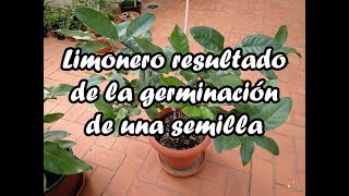 Limonero resultado de la germinación de una semilla de un limón [upl. by Ellenrahc]