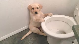 Funniest amp Cutest Labrador Puppies 1  Funny Puppy Videos 2021 [upl. by Mehalek]