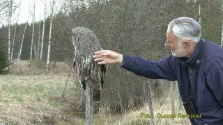 LAPPUGGLA Great Grey Owl Strix nebulosa Klipp  1 [upl. by Blinny]