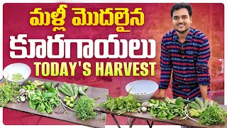 మళ్ళీ మొదలైన మన హార్వెస్ట్ లు Todays Vegetables Harvest harvest organic gardening pestcontrol [upl. by Wystand]