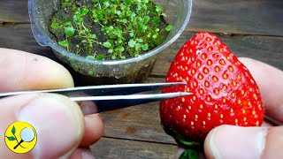 🍓 3 Métodos para Sembrar Frutillas  Fresas desde SEMILLAS en Casa [upl. by Seligman]