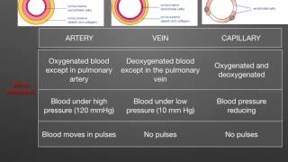 AS level G1 Arteries veins capillaries Ms Cooper [upl. by Shelden546]